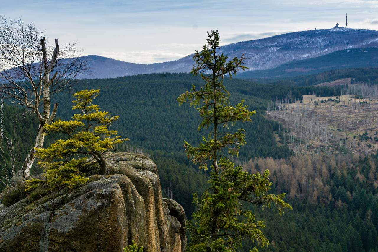 Blick über den Nationalpark Harz. Im Vordergrund wachsen kleine Bäume auf steinigem Untergrund, im Hintergrund sieht man dichten Fichtenwald mit einigen kahlen Stellen.
