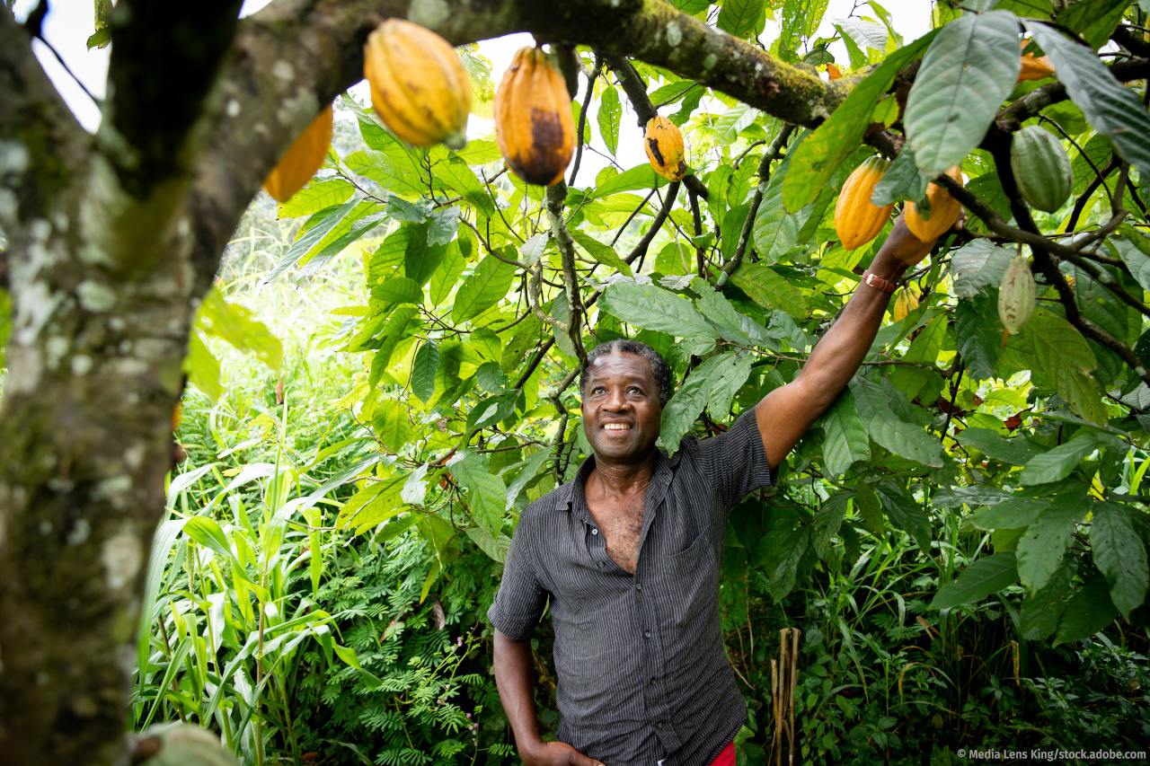 Kakaobauer pflückt eine Kakaofrucht vom Baum, der umgeben ist von anderen Pflanzen
