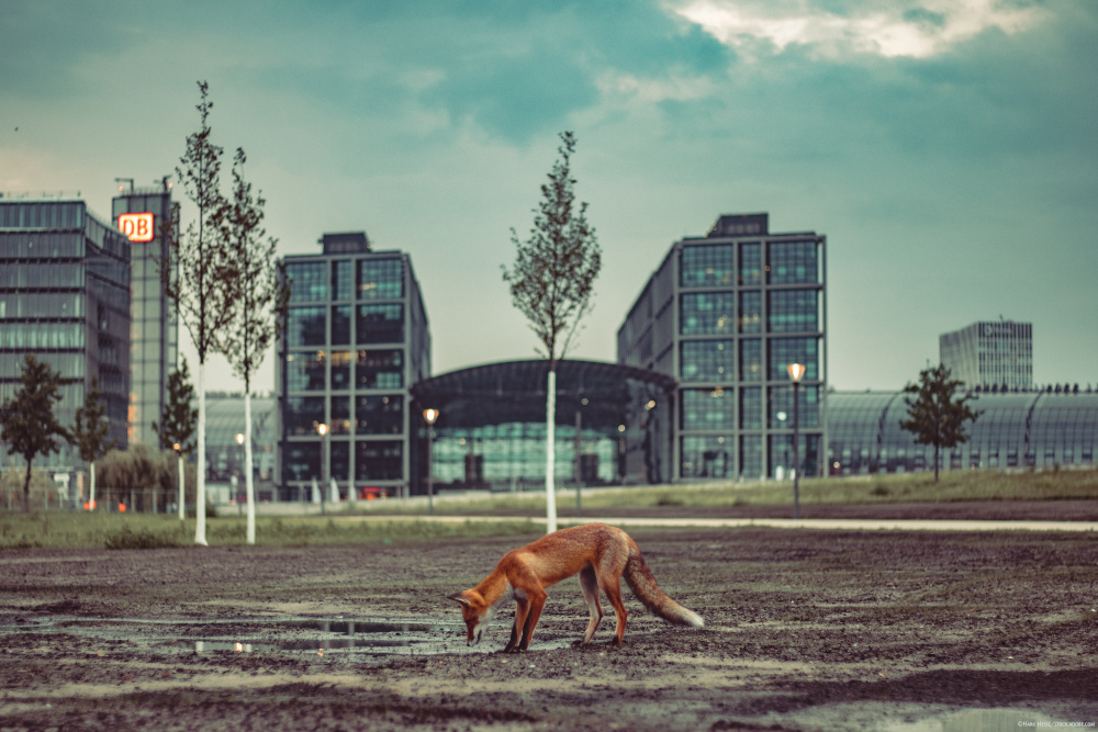 Ein Fuchs trinkt aus einer Pfütze, im Hintergrund sieht man den Berliner Hauptbahnhof