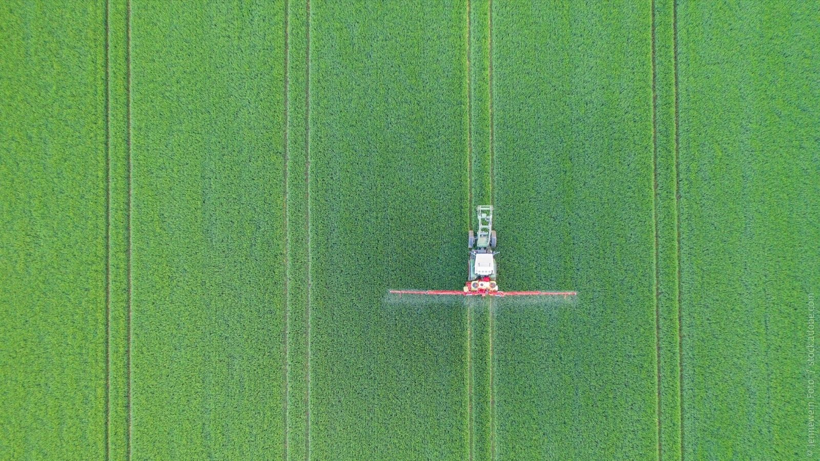Blick aus der Vogelperspektive auf eine Maismonokultur. In einer der Fahrspuren bringt ein Bauer mit seinem Schlepper gerade Pestizide aus.