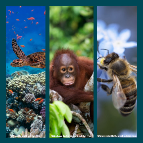 Zur Themenseite Biodiversität und Artenvielfalt