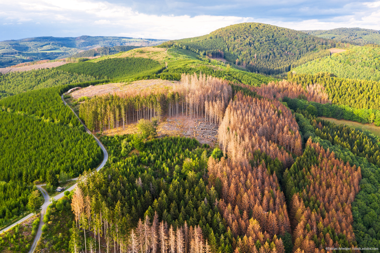 Luftansicht eines Fichtenwaldes mit teilweise abgestorbenen Bäumen